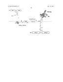 Novel Ubiquitin-Isopeptide Probes diagram and image