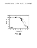 INSULIN ANALOGUES OF ENHANCED RECEPTOR-BINDING SPECIFICITY diagram and image