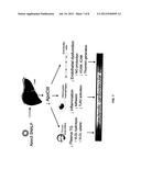 COMPOSITIONS AND METHODS FOR SILENCING APOLIPOPROTEIN C-III EXPRESSION diagram and image