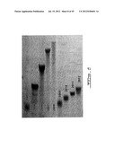 ANTIVIRAL OLIGONUCLEOTIDES diagram and image