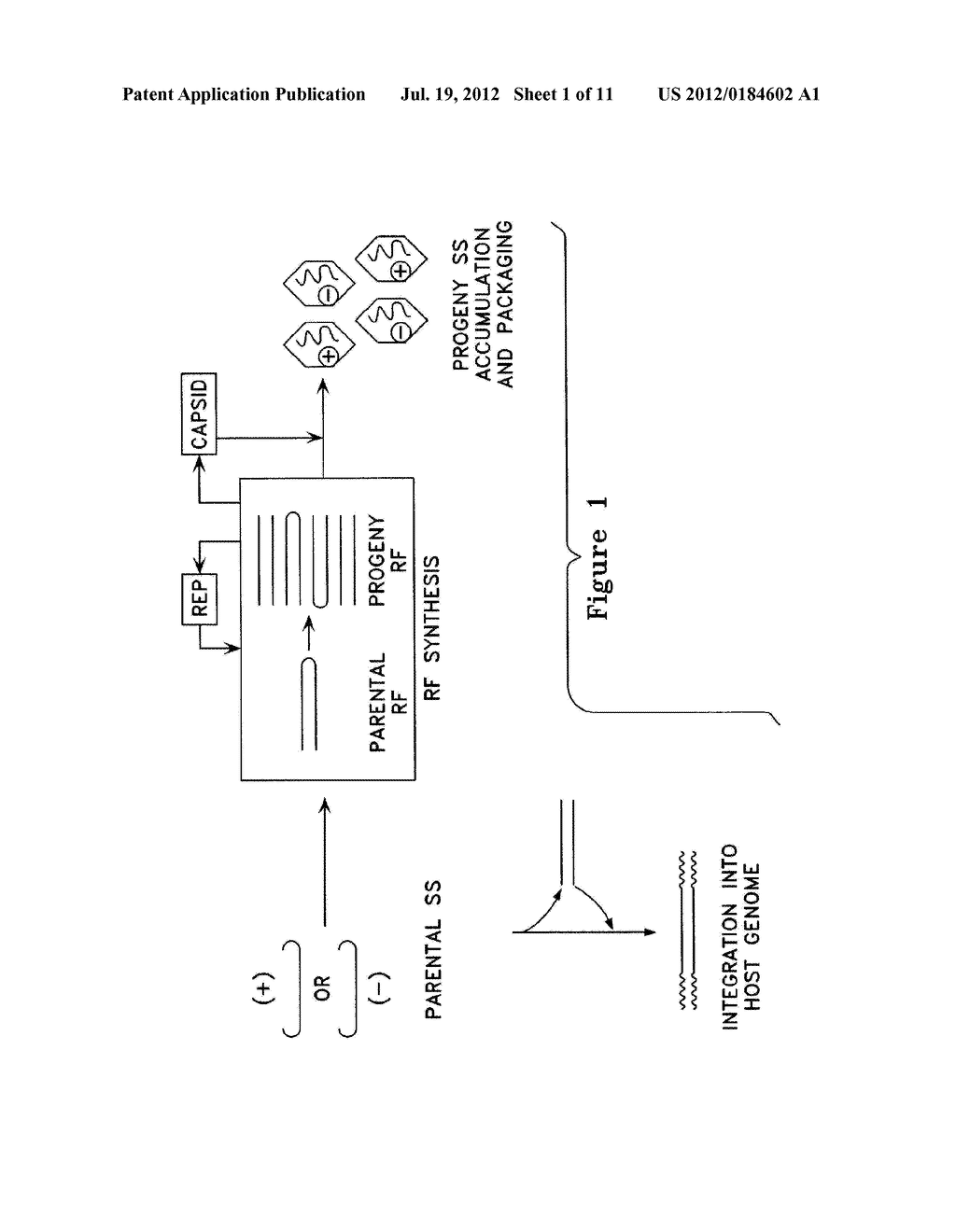 METABOLICALLY ACTIVATED RECOMBINANT VIRAL VECTORS AND METHODS FOR THEIR     PREPARATION AND USE - diagram, schematic, and image 02