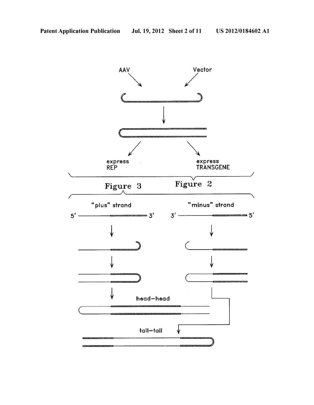 METABOLICALLY ACTIVATED RECOMBINANT VIRAL VECTORS AND METHODS FOR THEIR     PREPARATION AND USE - diagram, schematic, and image 03