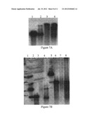 METABOLICALLY ACTIVATED RECOMBINANT VIRAL VECTORS AND METHODS FOR THEIR     PREPARATION AND USE diagram and image