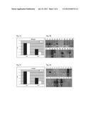 BORRELIA ANTIGENS diagram and image