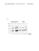 BORRELIA ANTIGENS diagram and image