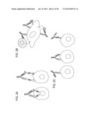 Methods for the Generation of Multispecific and Multivalent Antibodies diagram and image