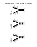 Methods for the Generation of Multispecific and Multivalent Antibodies diagram and image