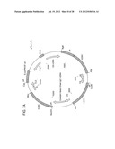 Methods for the Generation of Multispecific and Multivalent Antibodies diagram and image