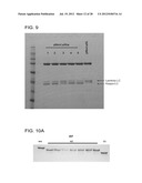 Methods for the Generation of Multispecific and Multivalent Antibodies diagram and image