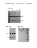 Methods for the Generation of Multispecific and Multivalent Antibodies diagram and image