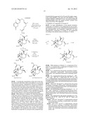 SYNTHETIC TRANSTAGANOLIDE AND BASILIOLIDE PRODUCTS, DERIVATIVES THEREOF,     AND SYNTHESIS METHODS THEREOF diagram and image