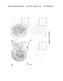 CELL SHEET FOR TISSUE REPAIR AND BIO-ARTIFICIAL TISSUE ENGINEERING, METHOD     OF PRODUCING THE SAME AND METHOD OF USING THE SAME diagram and image