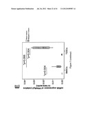 CELL SHEET FOR TISSUE REPAIR AND BIO-ARTIFICIAL TISSUE ENGINEERING, METHOD     OF PRODUCING THE SAME AND METHOD OF USING THE SAME diagram and image