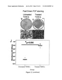 CELL SHEET FOR TISSUE REPAIR AND BIO-ARTIFICIAL TISSUE ENGINEERING, METHOD     OF PRODUCING THE SAME AND METHOD OF USING THE SAME diagram and image