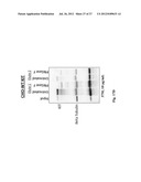 ANTI-KIT ANTIBODIES AND USES THEREOF diagram and image