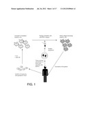 CANCER STEM CELL ANTIGEN VACCINES AND METHODS diagram and image