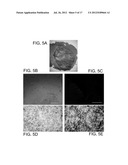 CANCER STEM CELL ANTIGEN VACCINES AND METHODS diagram and image