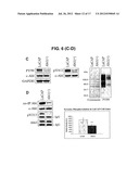 Peptide Inhibitors of ABL Kinases diagram and image