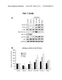 Peptide Inhibitors of ABL Kinases diagram and image