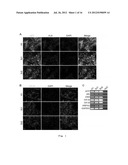 METHODS FOR OBTAINING HEPATOCYTES, HEPATIC ENDODERM CELLS AND HEPATIC     PROGENITOR CELLS BY INDUCED DIFFERENTIATION diagram and image