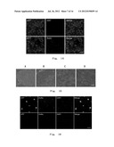 METHODS FOR OBTAINING HEPATOCYTES, HEPATIC ENDODERM CELLS AND HEPATIC     PROGENITOR CELLS BY INDUCED DIFFERENTIATION diagram and image