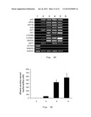 METHODS FOR OBTAINING HEPATOCYTES, HEPATIC ENDODERM CELLS AND HEPATIC     PROGENITOR CELLS BY INDUCED DIFFERENTIATION diagram and image