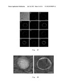 METHODS FOR OBTAINING HEPATOCYTES, HEPATIC ENDODERM CELLS AND HEPATIC     PROGENITOR CELLS BY INDUCED DIFFERENTIATION diagram and image