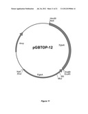  HOST CELL FOR THE PRODUCTION OF A COMPOUND OF INTEREST diagram and image