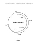  HOST CELL FOR THE PRODUCTION OF A COMPOUND OF INTEREST diagram and image