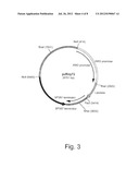 Promoter Variants For Expressing Genes In A Fungal Cell diagram and image