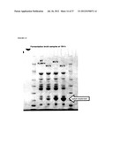 PROTEIN diagram and image