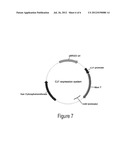 O-PHOSPHOSERINE SULFHYDRYLASE MUTANTS AND METHOD FOR PRODUCTION OF     CYSTEINE USING THE SAME diagram and image