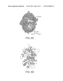 Photoreactive Regulator of Protein Function and Methods of Use Thereof diagram and image
