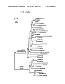 ENDOGENETIC RETROVIRAL SEQUENCES, ASSOCIATED WITH AUTOIMMUNE DISEASES OR     WITH PREGNANCY DISORDERS diagram and image