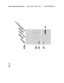 Monoclonal Antibodies Against Claudin-18 For Treatment of Cancer diagram and image