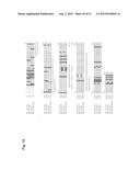 Monoclonal Antibodies Against Claudin-18 For Treatment of Cancer diagram and image