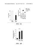 BIOMECHANICAL INDUCTION OF  HEMATOPOIESIS diagram and image