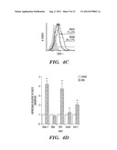 BIOMECHANICAL INDUCTION OF  HEMATOPOIESIS diagram and image