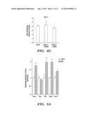 BIOMECHANICAL INDUCTION OF  HEMATOPOIESIS diagram and image