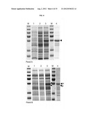 PROTEIN PRODUCTION diagram and image