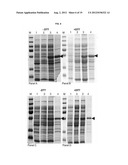 PROTEIN PRODUCTION diagram and image