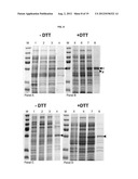 PROTEIN PRODUCTION diagram and image