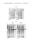 PROTEIN PRODUCTION diagram and image