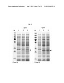 PROTEIN PRODUCTION diagram and image