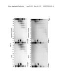 PROTEIN PRODUCTION diagram and image