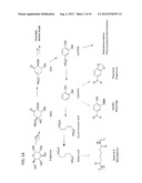 PRODUCTION OF INDUSTRIALLY RELEVANT COMPOUNDS IN PROKARYOTIC ORGANISMS diagram and image