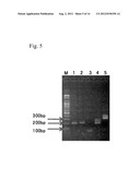 BACTERIUM THAT CAN PERFORM COMPLETE DECHLORINATION OF TRICHLOROETHENE AND     THE METHOD TO DECHLORINATE SOILS OR GROUND WATER CONTAMINATED WITH     TRICHLOROETHENE USING THE BACTERIUM diagram and image