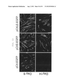 METHOD OF EFFICIENTLY ESTABLISHING INDUCED PLURIPOTENT STEM CELLS diagram and image