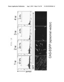 METHOD OF EFFICIENTLY ESTABLISHING INDUCED PLURIPOTENT STEM CELLS diagram and image