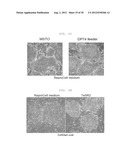 METHOD OF EFFICIENTLY ESTABLISHING INDUCED PLURIPOTENT STEM CELLS diagram and image